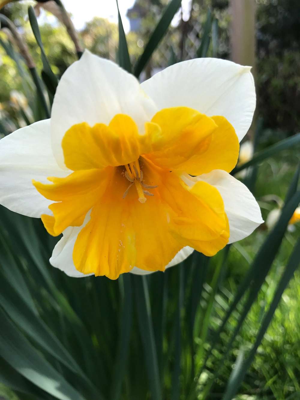 Narcissus 'Orangery'